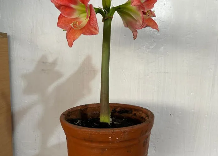 Valentino Vent Apartamento